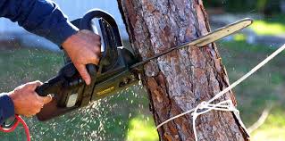 Best Tree Health Inspection  in Kasson, MN