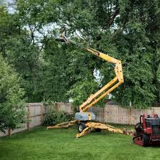 Best Stump Grinding and Removal  in Kasson, MN