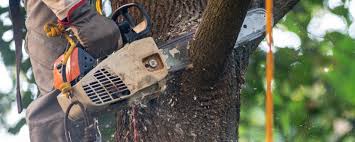 Best Hazardous Tree Removal  in Kasson, MN