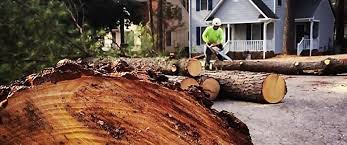 Best Tree Preservation Services  in Kasson, MN