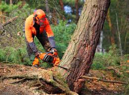 Best Fruit Tree Pruning  in Kasson, MN
