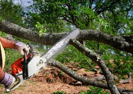 Best Palm Tree Trimming  in Kasson, MN
