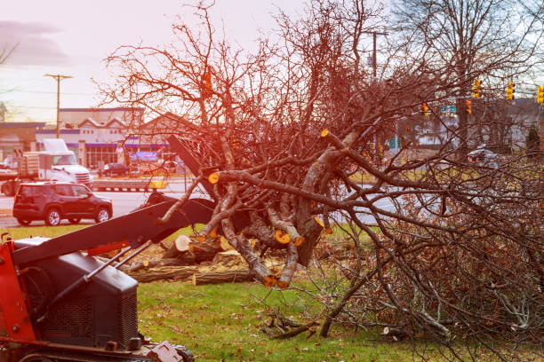 Best Tree Removal  in Kasson, MN