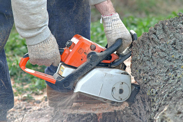 Best Stump Grinding and Removal  in Kasson, MN