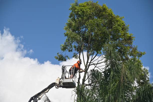 Best Lawn Seeding  in Kasson, MN