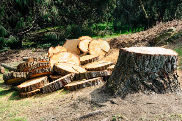 Best Seasonal Cleanup (Spring/Fall)  in Kasson, MN